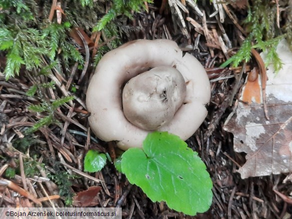 Geastrum fimbriatum