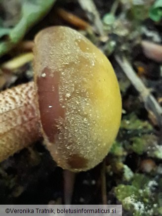 Kuehneromyces mutabilis