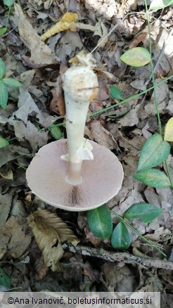 Agaricus essettei