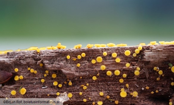 Calycina citrina