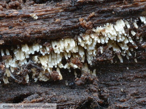 Henningsomyces candidus