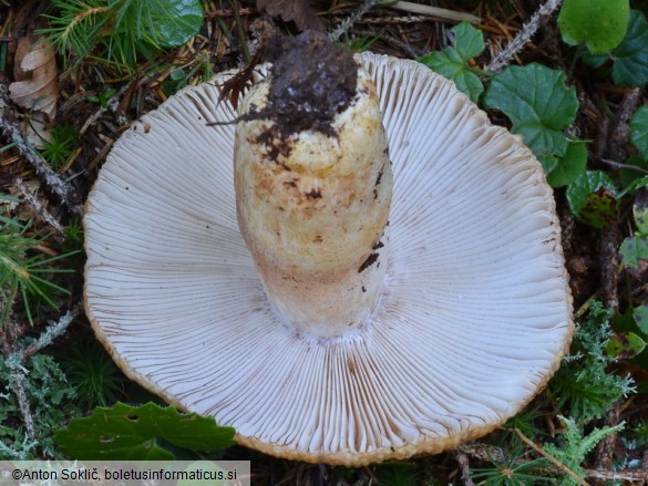 Russula illota