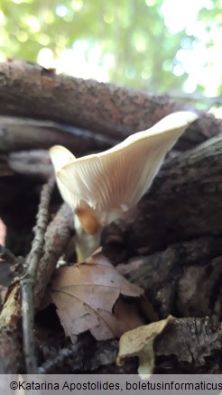 Pleurotus pulmonarius