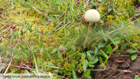 Protostropharia semiglobata
