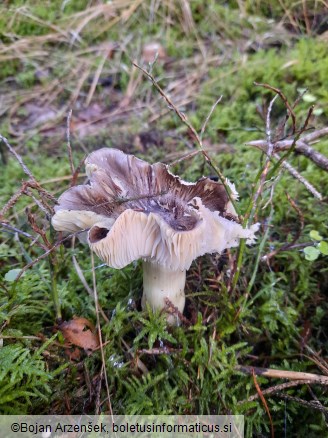 Tricholoma portentosum