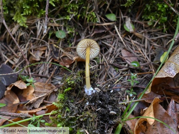 Entoloma formosum