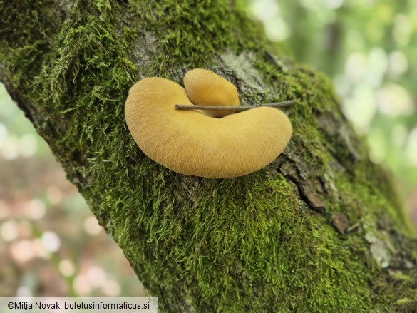 Cerioporus varius