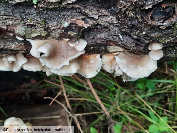 Hohenbuehelia atrocoerulea
