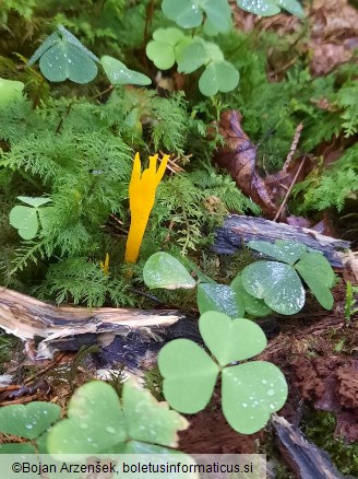 Calocera viscosa