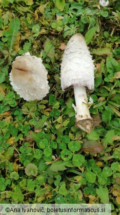 Coprinus comatus