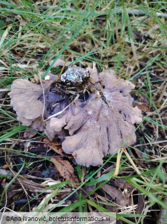 Gomphus clavatus
