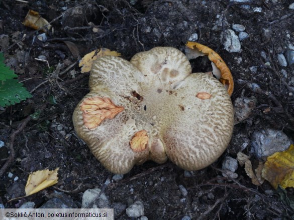 Paxillus involutus