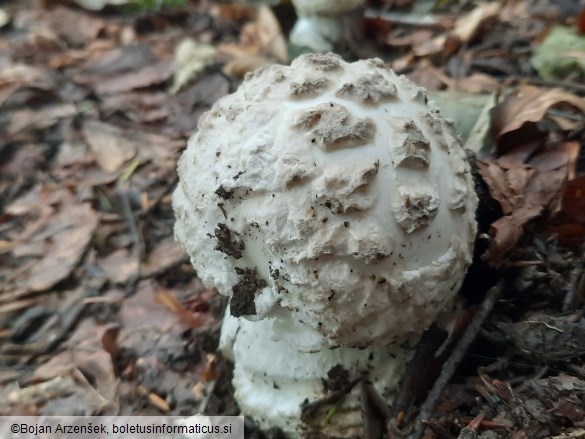 Amanita strobiliformis