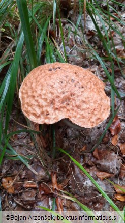 Leccinum quercinum