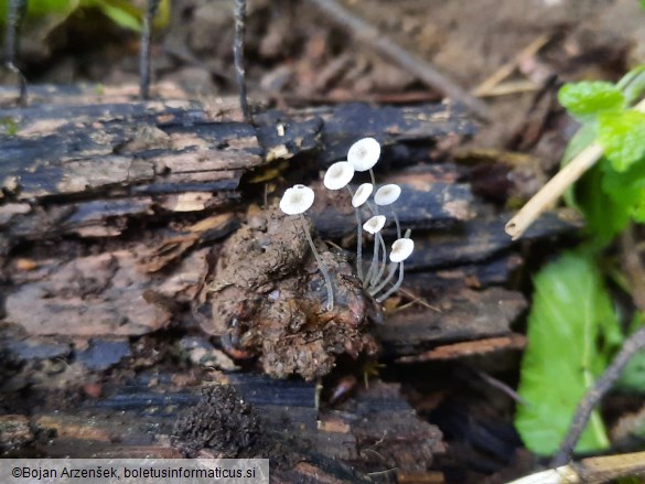 Mycena nucicola