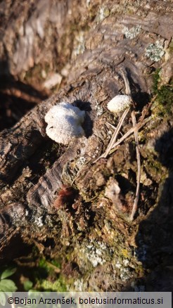 Schizophyllum commune