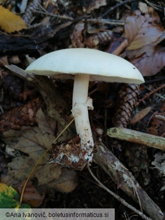 Agaricus sylvicola