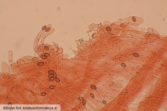 Conocybe aurea
