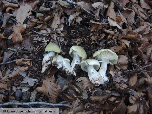 Tricholoma saponaceum var. squamosum