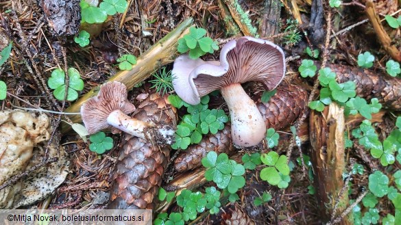 Cortinarius traganus