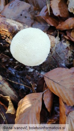 Lycoperdon perlatum