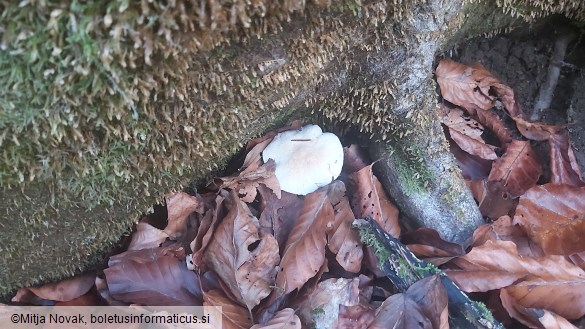 Tricholoma lascivum