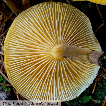 Flammulina elastica