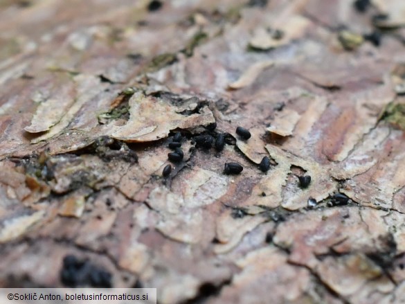 Lophium mytilinum