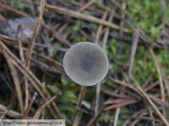 Omphaliaster asterosporus