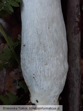 Russula cavipes