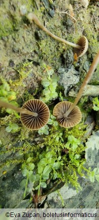 Psathyrella orbitarum