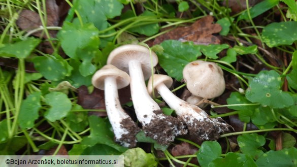Calocybe gambosa