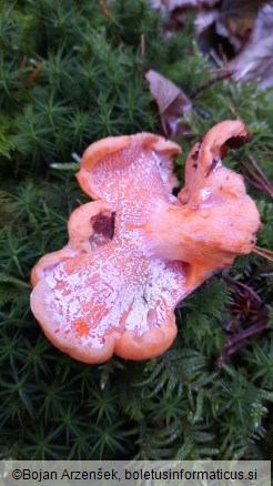 Hypomyces lateritius