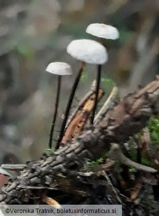 Gymnopus androsaceus