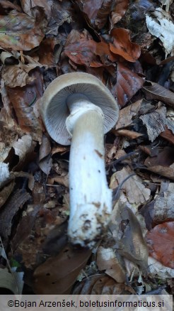 Cortinarius caperatus