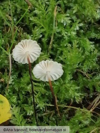Marasmius bulliardii