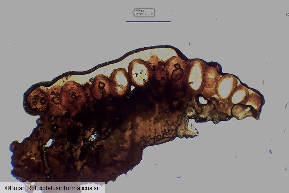 Neonectria punicea