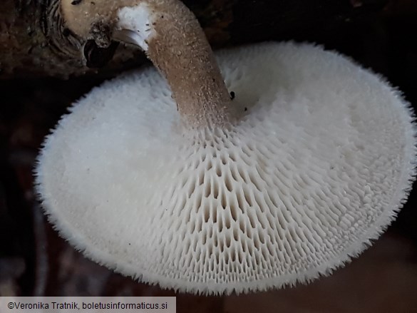 Polyporus arcularius