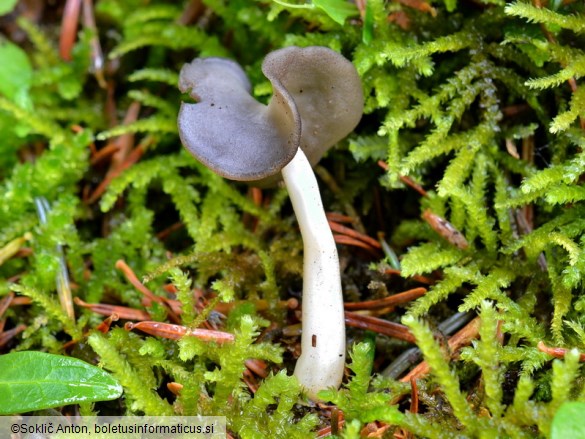 Helvella ephippium