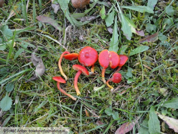 Hygrocybe coccinea