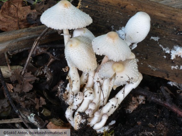 Leucocoprinus cepistipes