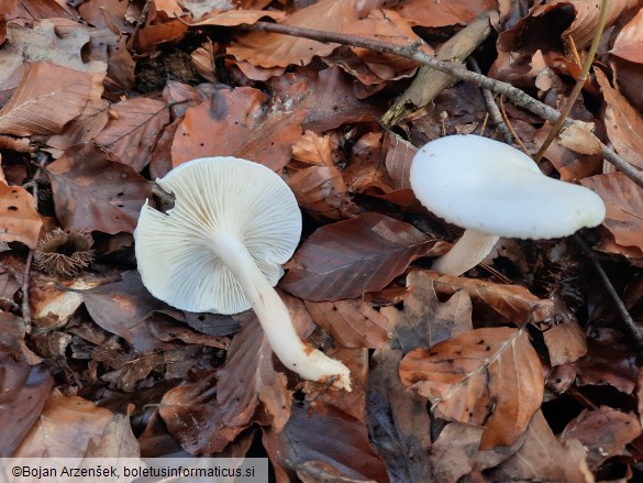 Hygrophorus eburneus