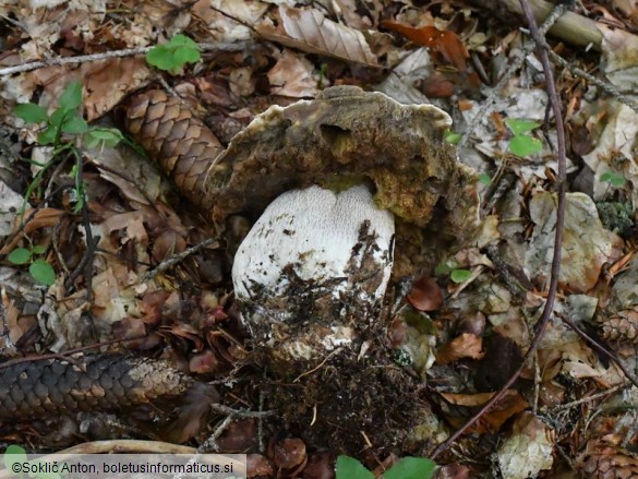 Boletus edulis f. albus