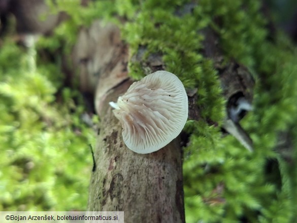 Crepidotus cesatii
