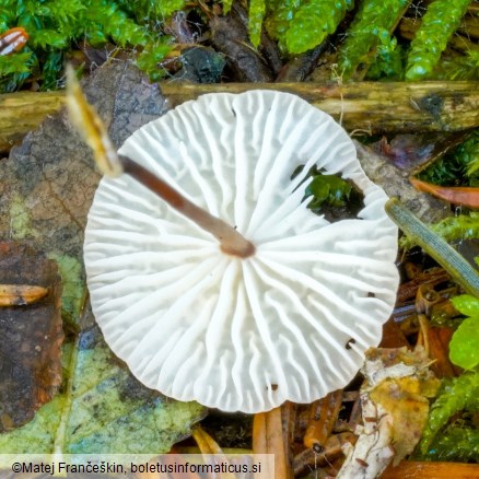 Mycetinis scorodonius