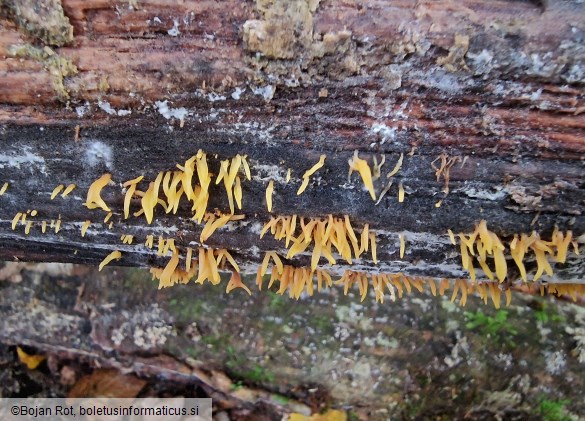 Calocera cornea