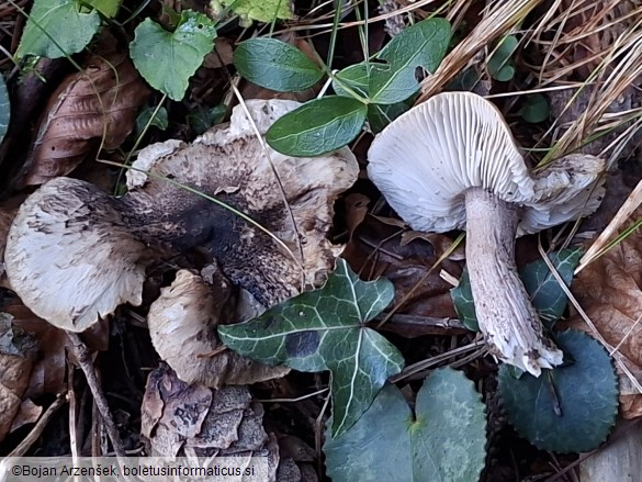 Tricholoma squarrulosum