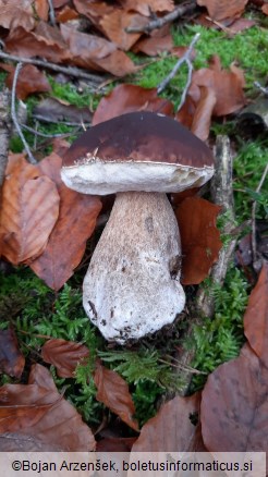 Boletus edulis