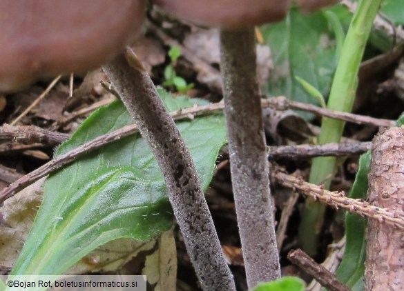 Panaeolus rickenii