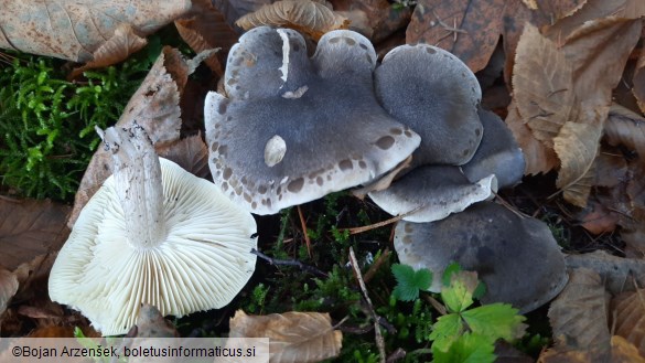 Tricholoma saponaceum